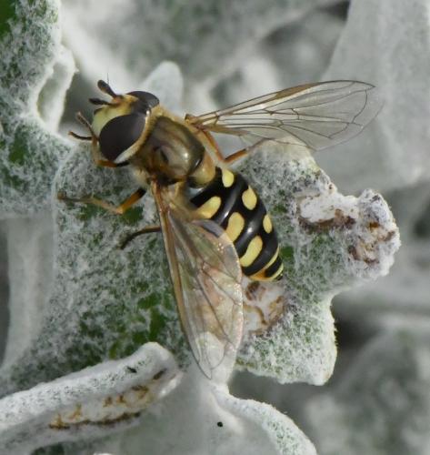 Réf. 241 870 : Eupeodes corollae